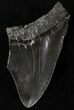 Partial Megalodon Tooth - South Carolina #20794-1
